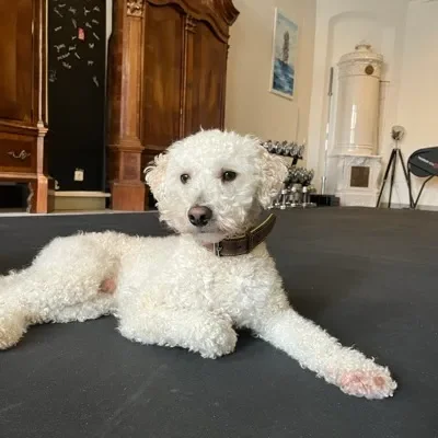Teddy